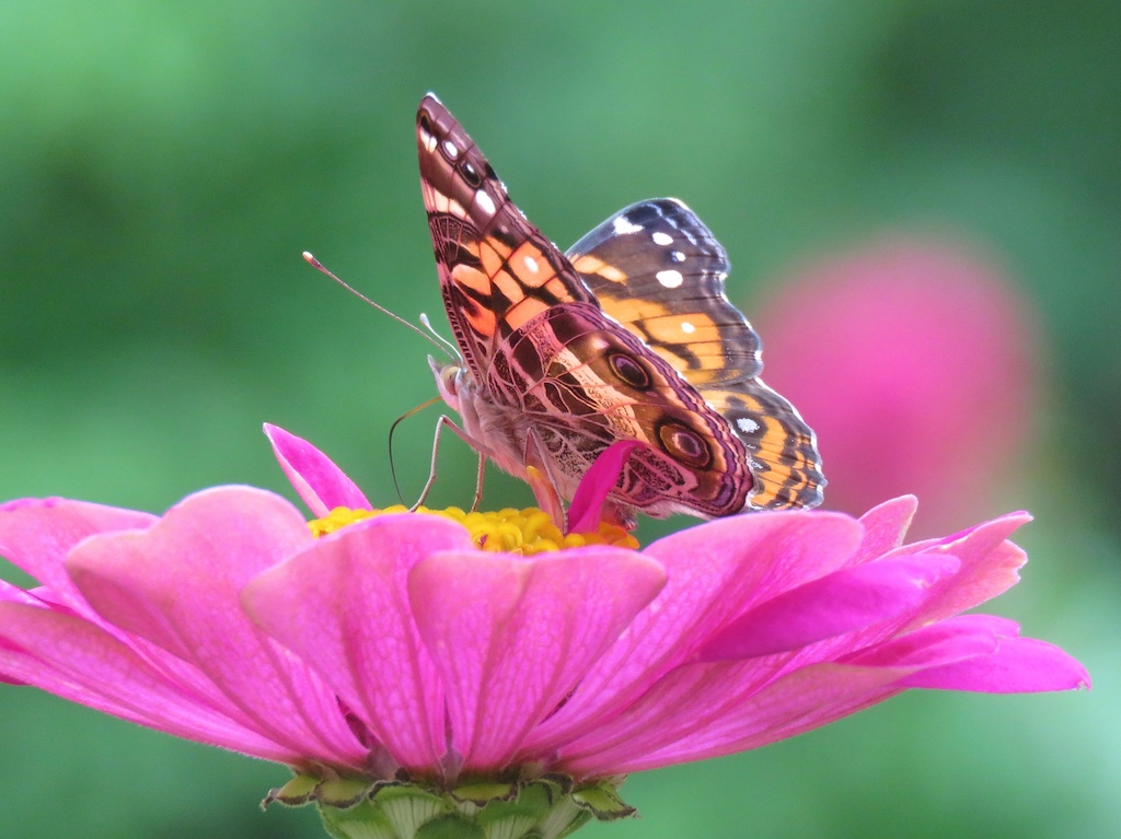 American Lady on a pink Zinnia